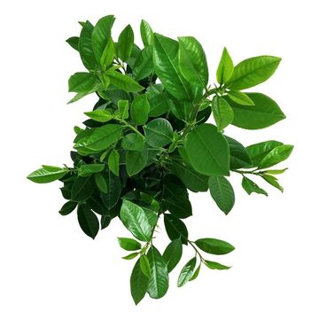 Prunus laurocerasus 'Greentorch'