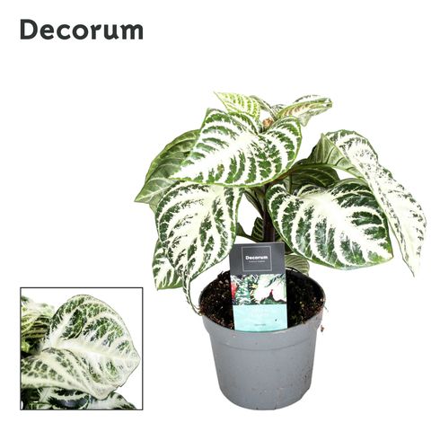 Aphelandra squarrosa CINTHO CURLEY WHITE