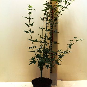 Acer palmatum 'Silhouette'