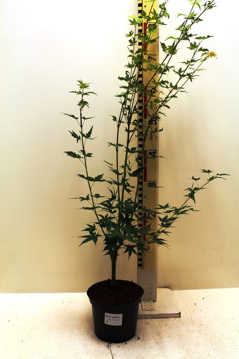 Acer palmatum 'Silhouette'