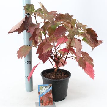 Hydrangea quercifolia SNOW QUEEN