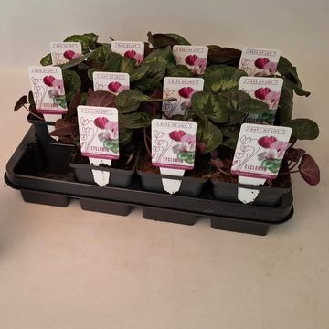 Cyclamen coum 'Classic Leaf Pink'