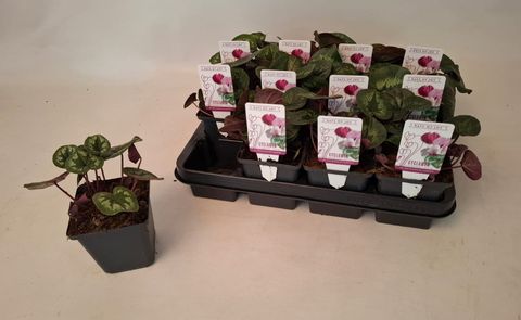 Cyclamen coum 'Classic Leaf Pink'