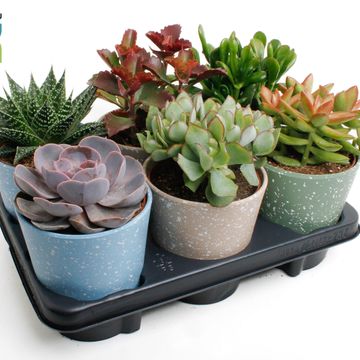 Suculentas MIX IN POT