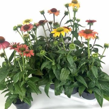 Echinacea purpurea POWWOW MIX