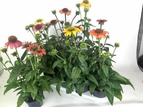 Echinacea purpurea POWWOW MIX