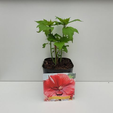 Hibiscus moscheutos CAROUSEL GEANT RED