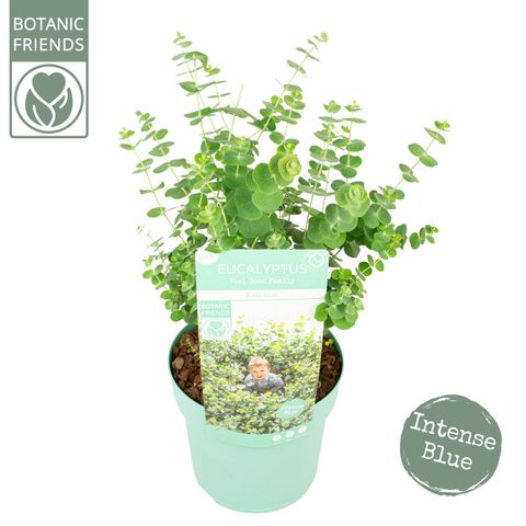 Eucalyptus pulverulenta 'Baby Blue'