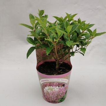 Hydrangea paniculata 'Pink Lady'