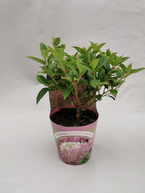 Hydrangea paniculata 'Pink Lady'