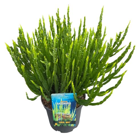 Baccharis 'Coral Wave'