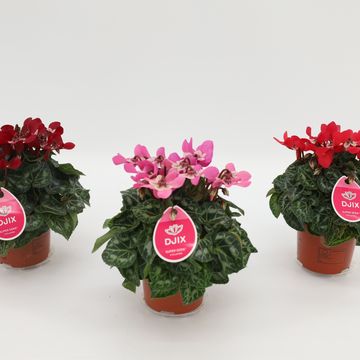 Cyclamen persicum SUPER SERIE DJIX MIX