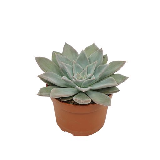 Echeveria 'Silver Queen'