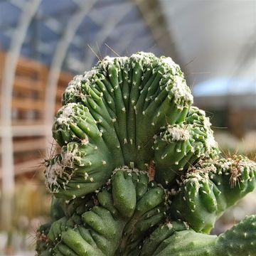 Cereus peruvianus coral cristata