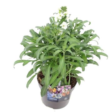 Erysimum LEYA WHITE