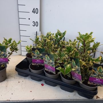 Ilex aquifolium 'Ferox Argentea'