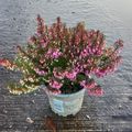 Erica carnea WINTERLADIES RED