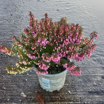 Erica carnea WINTERLADIES RED