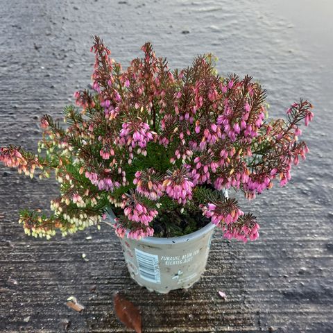 Erica carnea WINTERLADIES RED