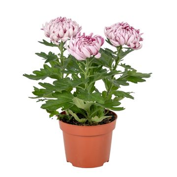 Chrysanthemum 'Cosmo Compact Purple'