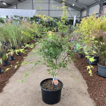 Acer palmatum 'Katsura'