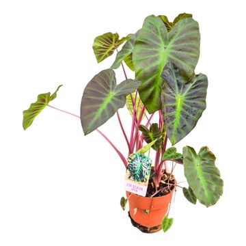 Colocasia 'Hybrid Sita'