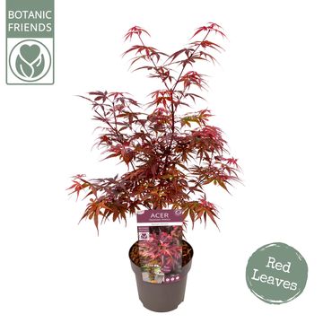 Acer palmatum 'Skeeter's Broom'