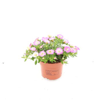 Calibrachoa FANCY FRANCY