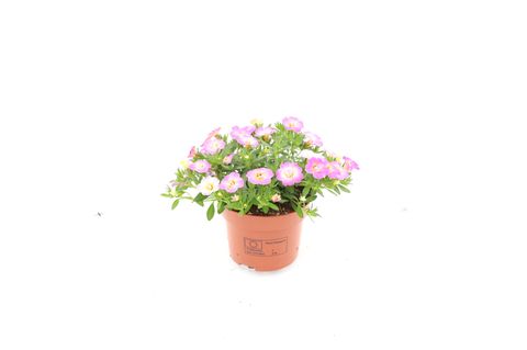 Calibrachoa FANCY FRANCY