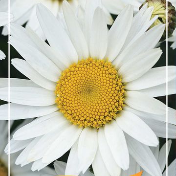 Leucanthemum 'Madonna'