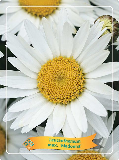 Leucanthemum 'Madonna'