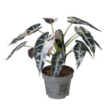 Alocasie 'Bambino Green Variegata'