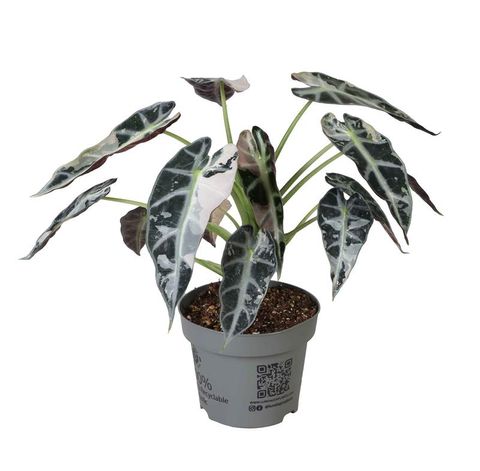 Алоказія 'Bambino Green Variegata'