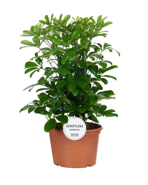 Schefflera arboricola 'Nora'