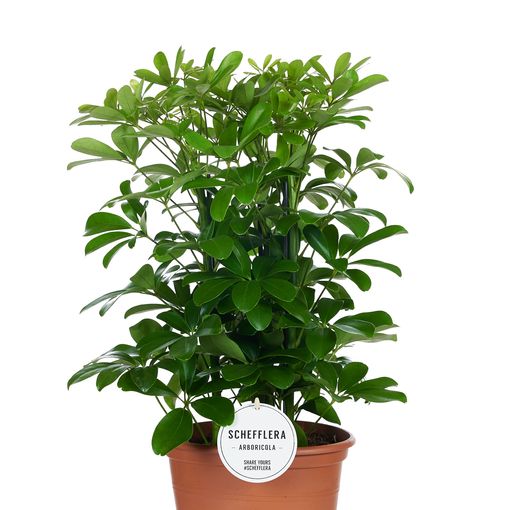 Schefflera arboricola 'Nora'