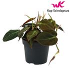 Филодендрон scandens micans