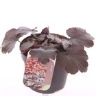 Heuchera micrantha 'Palace Purple'