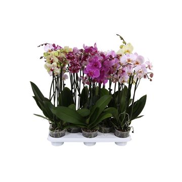 Phalaenopsis MIX