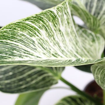 Filodendro BIRKIN / WHITE MEASURE