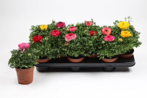 Ranunculus MIX