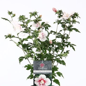 Hibiscus syriacus STARBURST CHIFFON