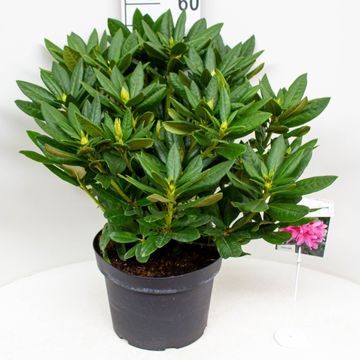 Rhododendron 'Cosmopolitan' (C)