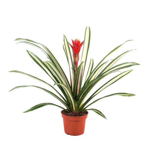 Guzmania 'Torchita'