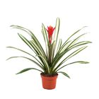 Guzmania 'Torchita'