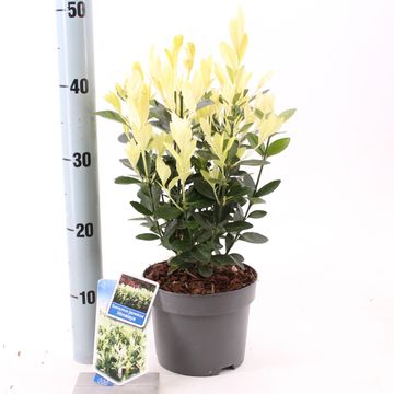 Euonymus japonicus HIMALAYA