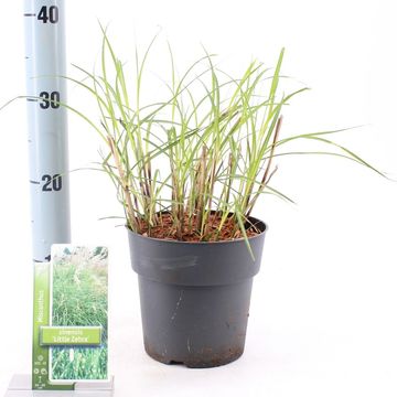 Miscanthus sinensis 'Little Zebra'