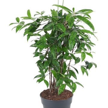 Dracaena surculosa
