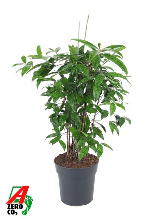 Dracaena surculosa