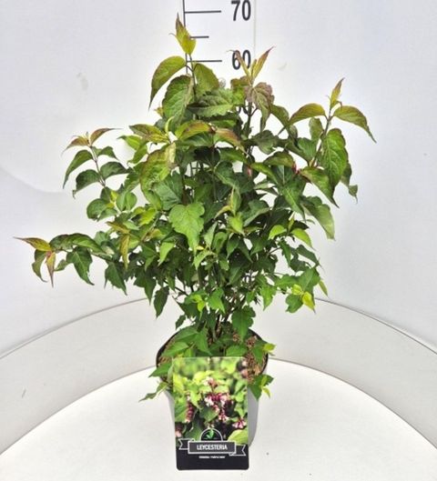 Leycesteria formosa 'Purple Rain'