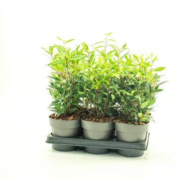 Sarcococca hookeriana PURPLE GEM